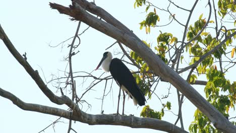 Thront-Auf-Einem-Hohen-Baum,-Während-Die-Kamera-Herauszoomt-Und-Nach-Rechts-Gleitet,-Asiatischer-Wollhalsstorch-Ciconia-Episcopus,-Potenziell-Gefährdet,-Thailand