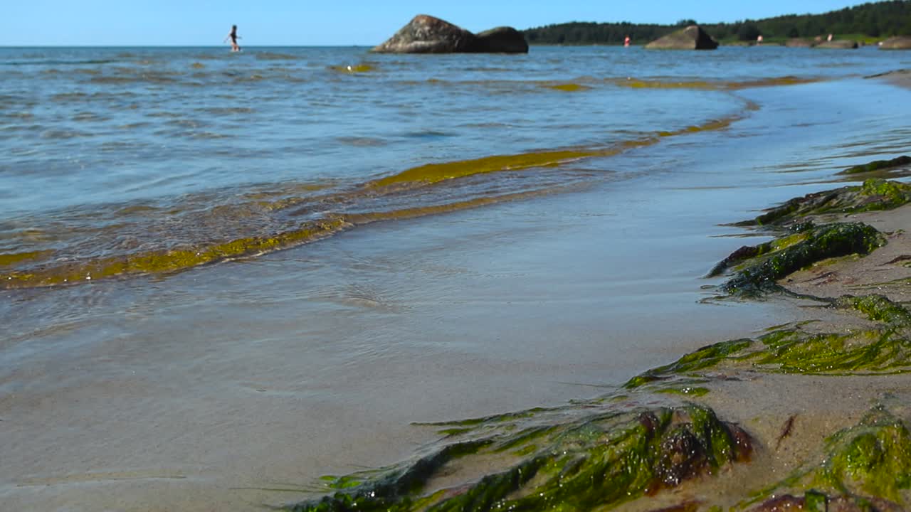 Sommerbilde tatt fra lav vinkel av milde bølger som skyller inn på en sandstrand med levende grønt tang og fjerne kampesteiner langs en rolig kystlinje.