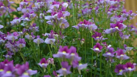 Summer-flowers-blowing-in-the-wind