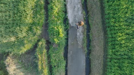 Top-Down-Drone-shot-of-barefoot-woman-walking-through-rice-paddies-in-Ubud-Bali-Indonesia-at-Sunrise