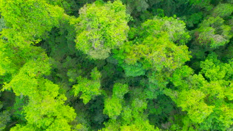 Ein-Atemberaubender-Blick-Aus-Der-Vogelperspektive-Auf-Einen-Riesigen-Und-Wunderschönen-Dschungel