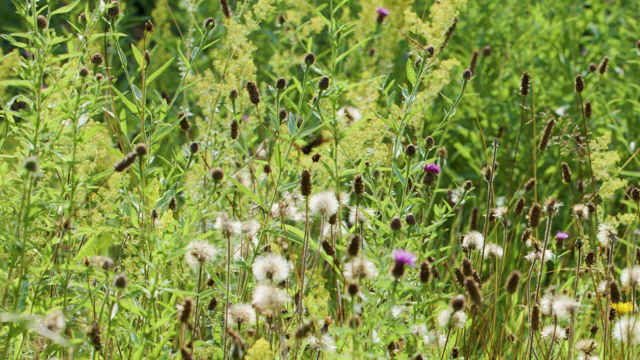 Insects fly among wildflowers and grasses in a lush, sunlit summer meadow, camera remains still