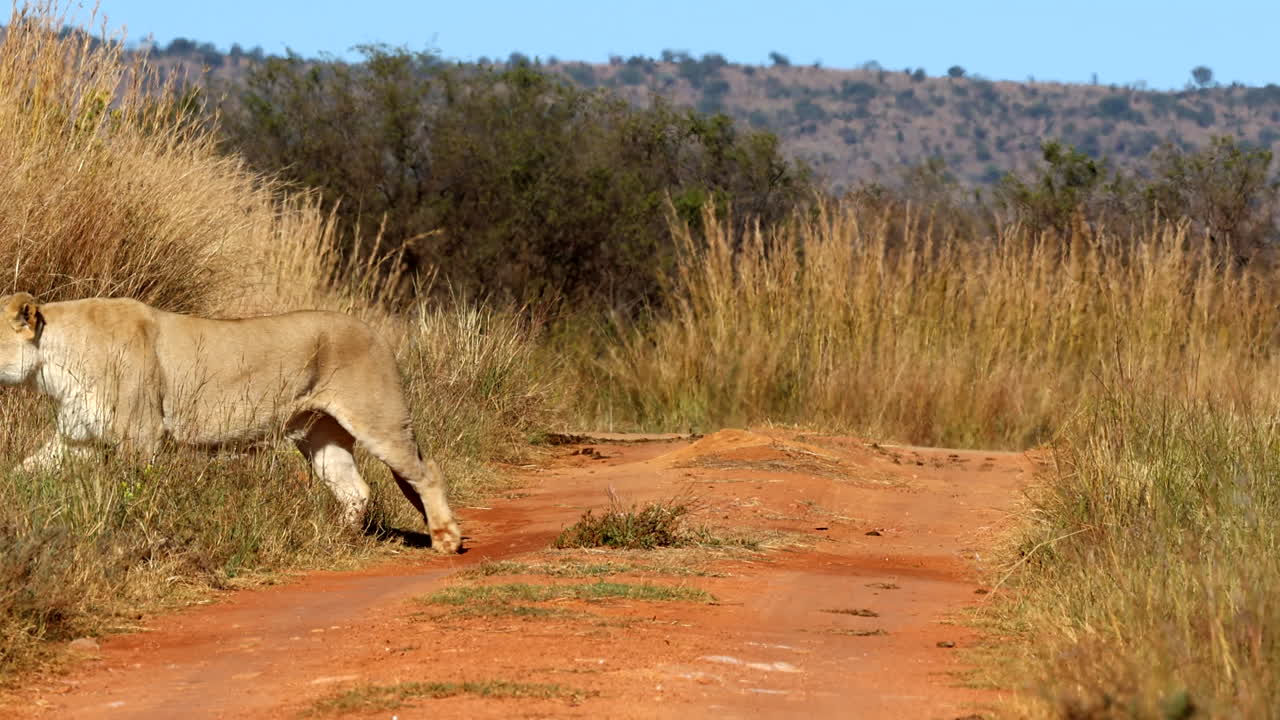 Alert lioness lying down in dirt path then heads off into tall grass, the hunt