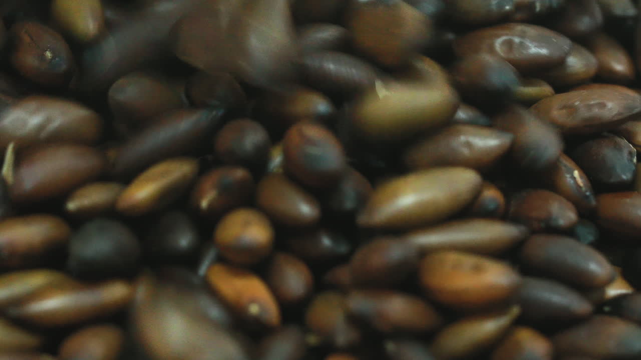 primer plano del superalimento brasileño, la nuez de barukas, que se vierte en un montón