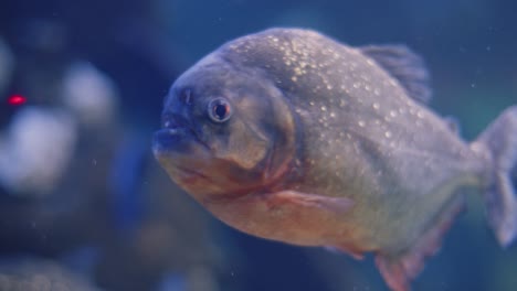 primer plano de una piraña de vientre rojo en un acuario