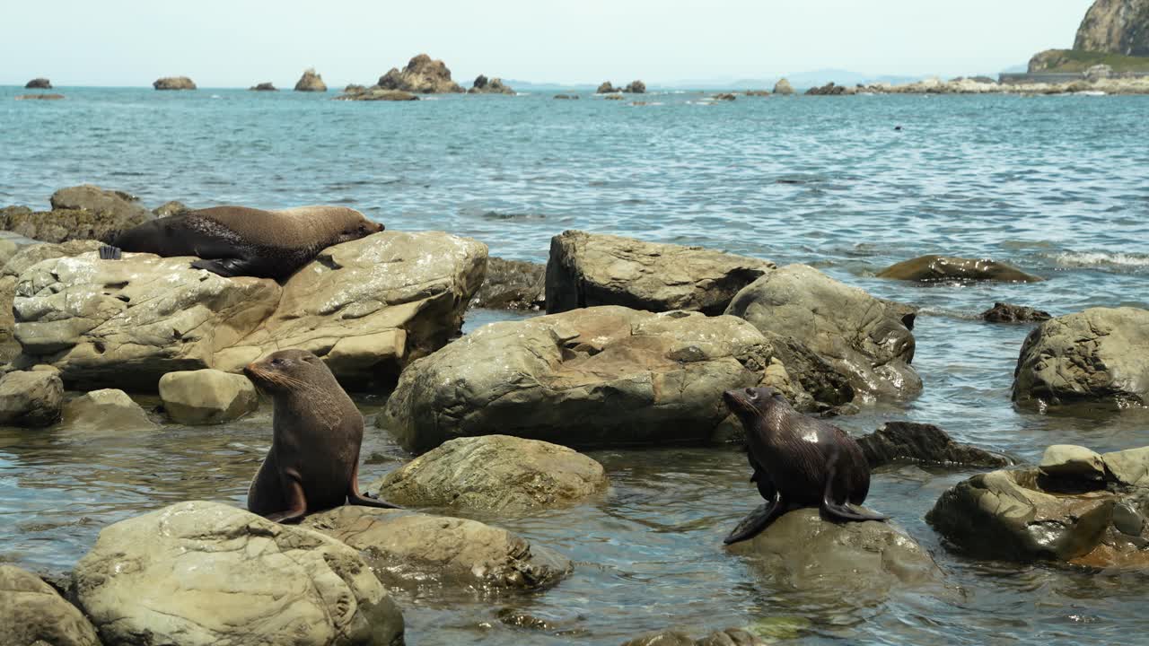Fur seals sunning themselves on the rocks while others frolic in the ocean