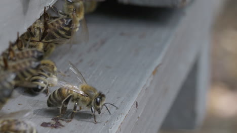 honey bees carry pollen and control the entrance to the hive at a sunny day