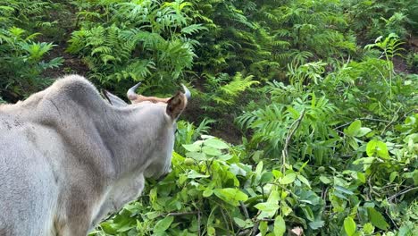 Kalb-Kuh-Tier-Stier-Graue-Haut-Grüner-Wald-Wilder-Hintergrund-Wunderbare-Malerische-Aufnahme-Der-Natur-Grasende-Baumblätter-Natürliche-Landschaft-Ländliches-Leben-Dorf-Stadt-Bergwald-Iran-Schöner-Friedlicher-Gilan