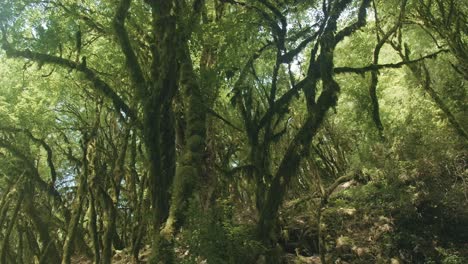 dense mossy forest