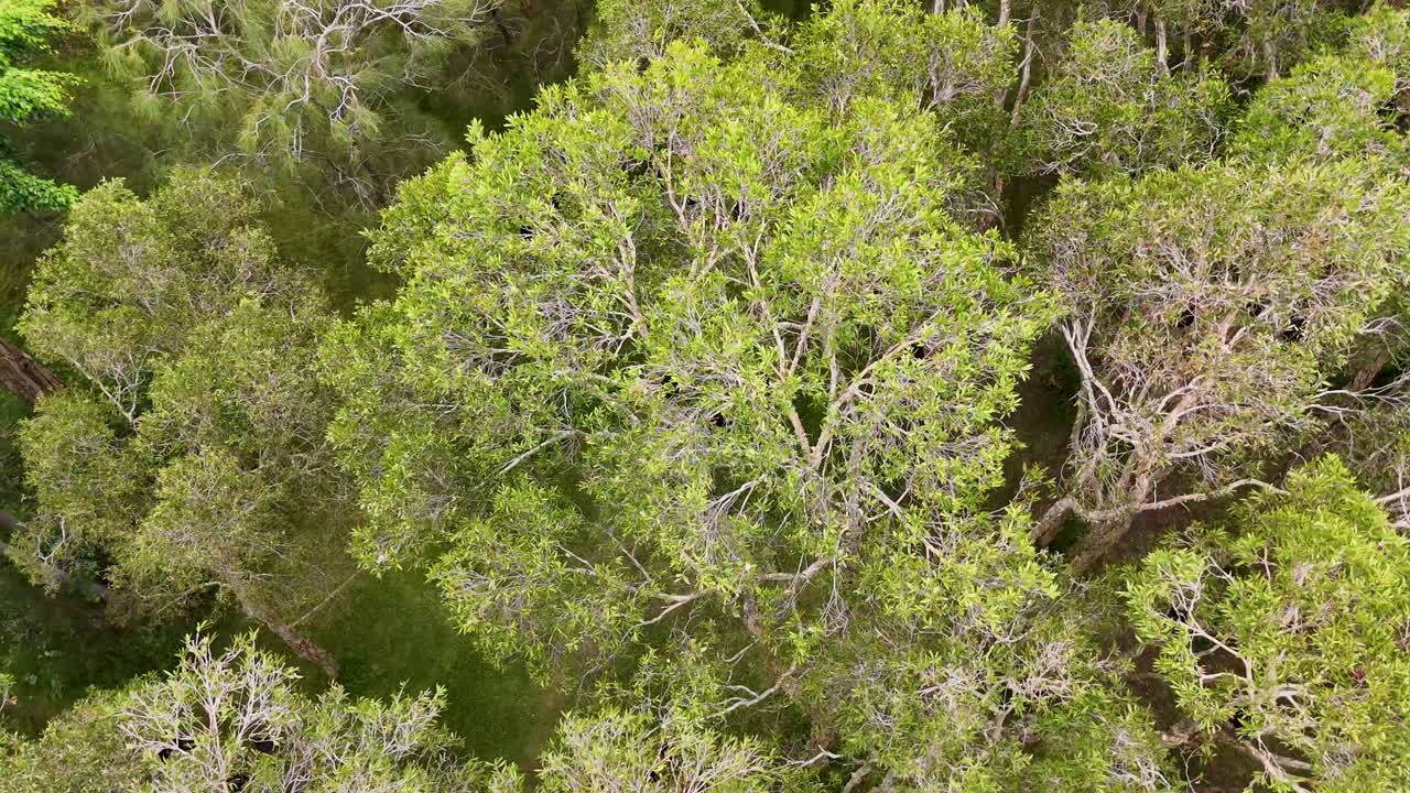 Drone captures lush green trees from above