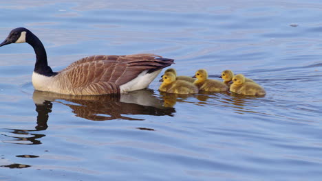 slow motion shot of newborn goslings swimming close to their mother on their first day of their life