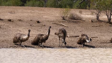 cuatro emúes australianos beben a lo largo de la orilla de un estanque