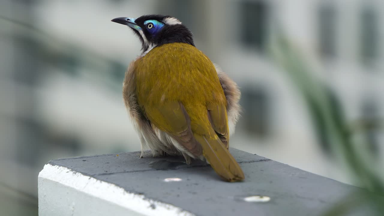 A wild Blue-faced Honeyeater (Entomyzon cyanotis) perches on an apartment rooftop, chirping in an urban setting, puffing up its plumage to stay warm on a windy day, close up shot.