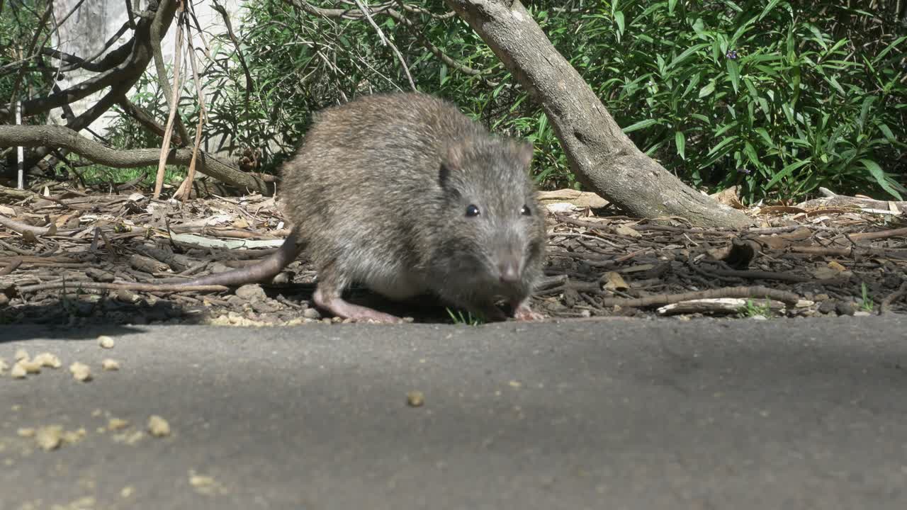 Eye level close view of a bandicoot eating pellets