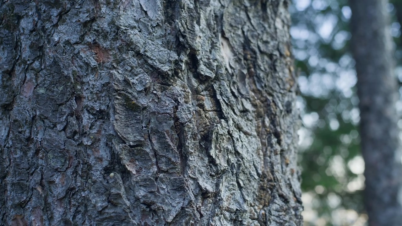 Puun kuoren tekstuuri metsäluonnon lähikuvassa, kuvattu tasaisella käsin tehdyllä panoroinnilla vasemmalta oikealle. Tämä kuvamateriaali korostaa havupuun karheita, orgaanisia kuvioita villissä metsäympäristössä