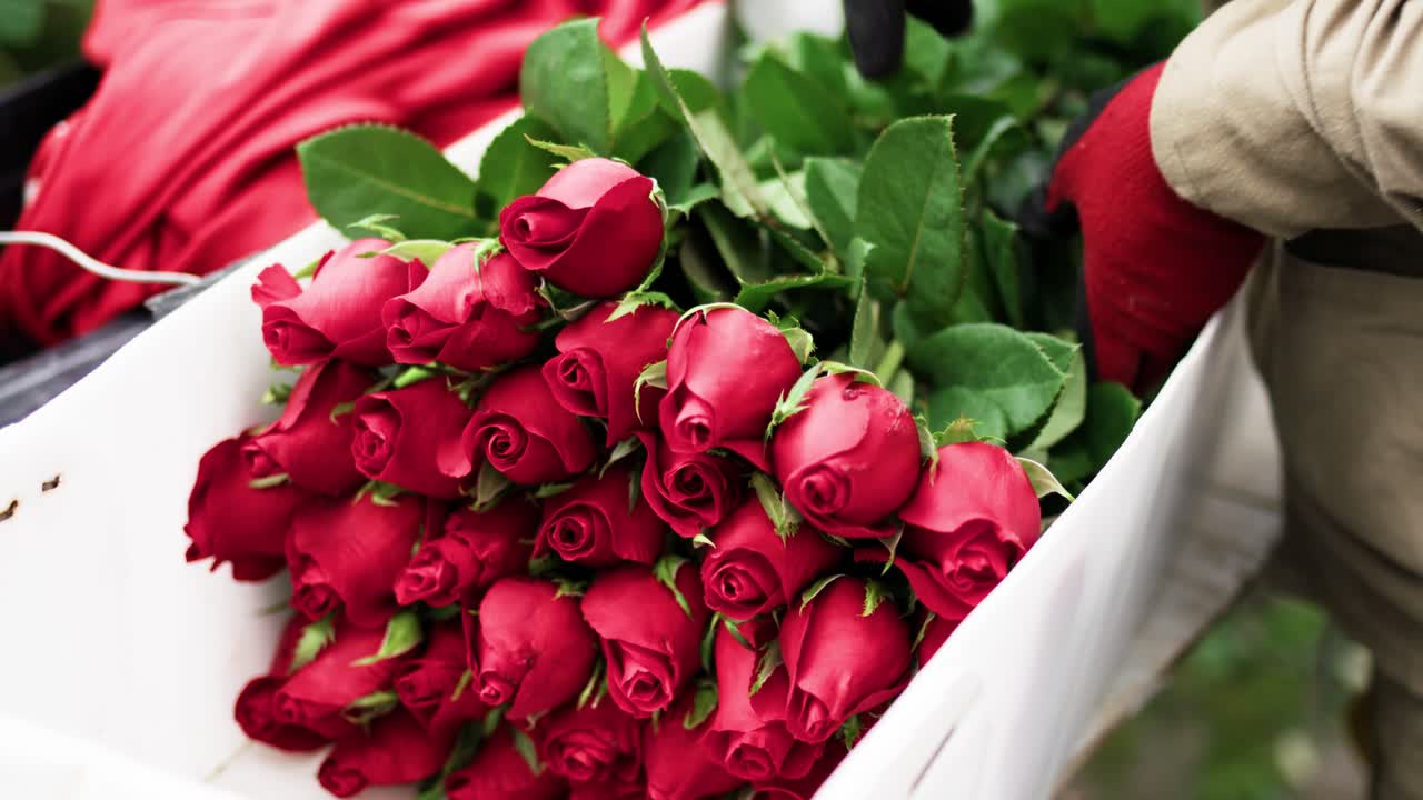 Bouquets of roses are carefully placed in the crate after being picked from the garden