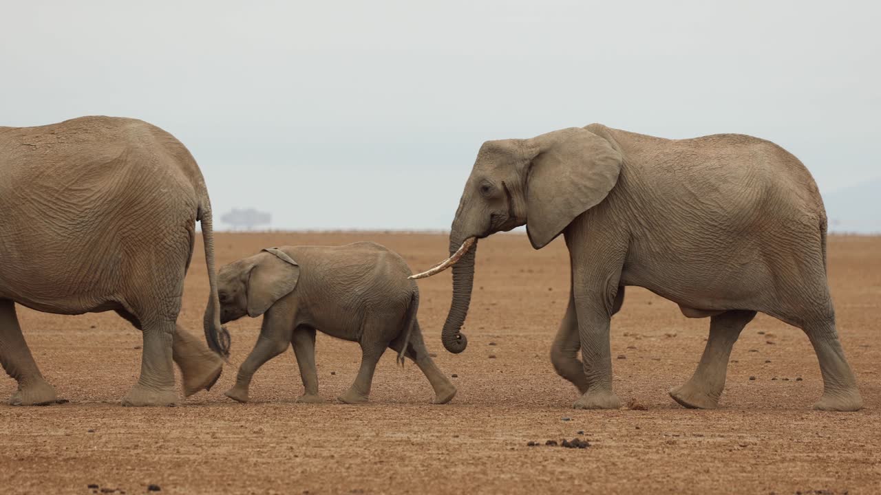 una manada de elefantes con bebés marcha a través de las polvorientas llanuras en amboseli, kenia