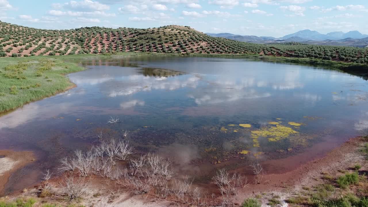 올리브 숲 사이 에 있는 호수 의 공중 사진