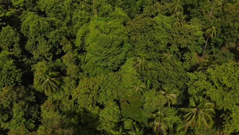 vista aérea de pájaro sobre el clima tropical isla palmera bosque copa de los árboles avanzando