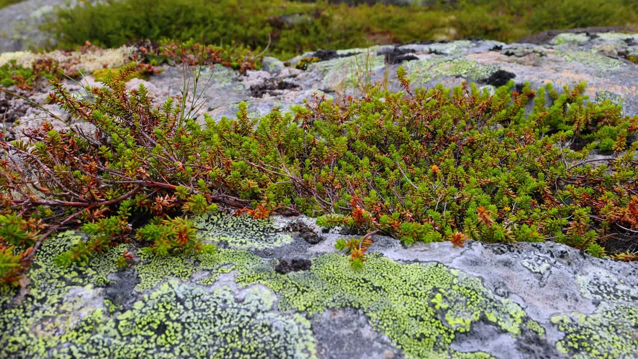la tundra ártica, la hermosa naturaleza, el paisaje natural de noruega.