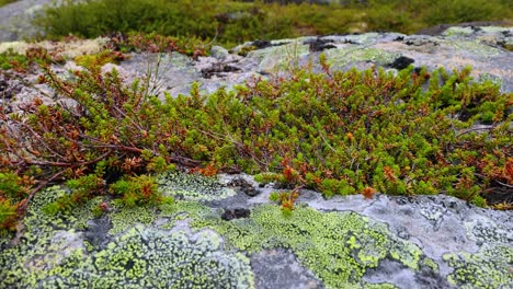 Arktischen-Tundra.-Schöne-Natur-Norwegen-Naturlandschaft.