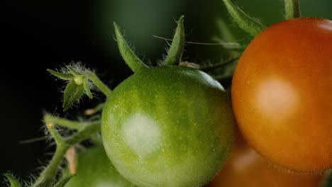 primer plano de un camión que muestra un montón de tomates con una mezcla de fondo oscuro, rojo y verde