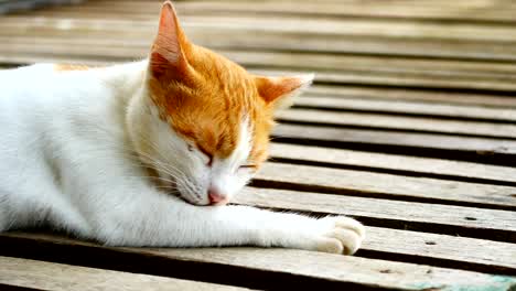 baby cat licking paws and fur to cleanning.