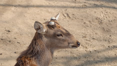 Japanischer-Sikahirsch,-Auch-Bekannt-Als-Nördlicher-Gefleckter-Hirschbock-Mit-Kupiertem-Geweih,-Kopf-Aus-Nächster-Nähe-Beim-Essen