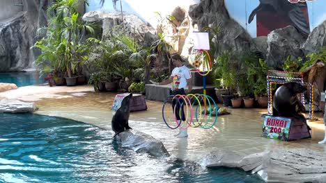 sea lion interacts with trainer at zoo