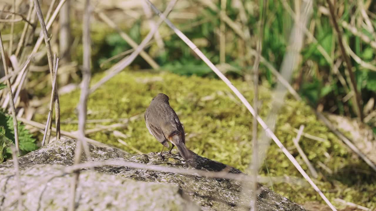 bluethroat luscinia svecica 작은 로빈 같은 새 꼬리가 솟아올라 바위에서 점프