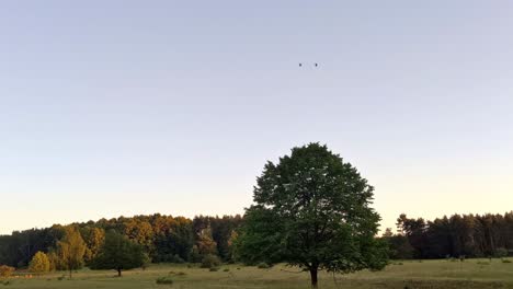 Überflug-Zweier-US-Apache-Helikopter-über-Deutsche-Landschaft-Im-Warmen-Abendlicht