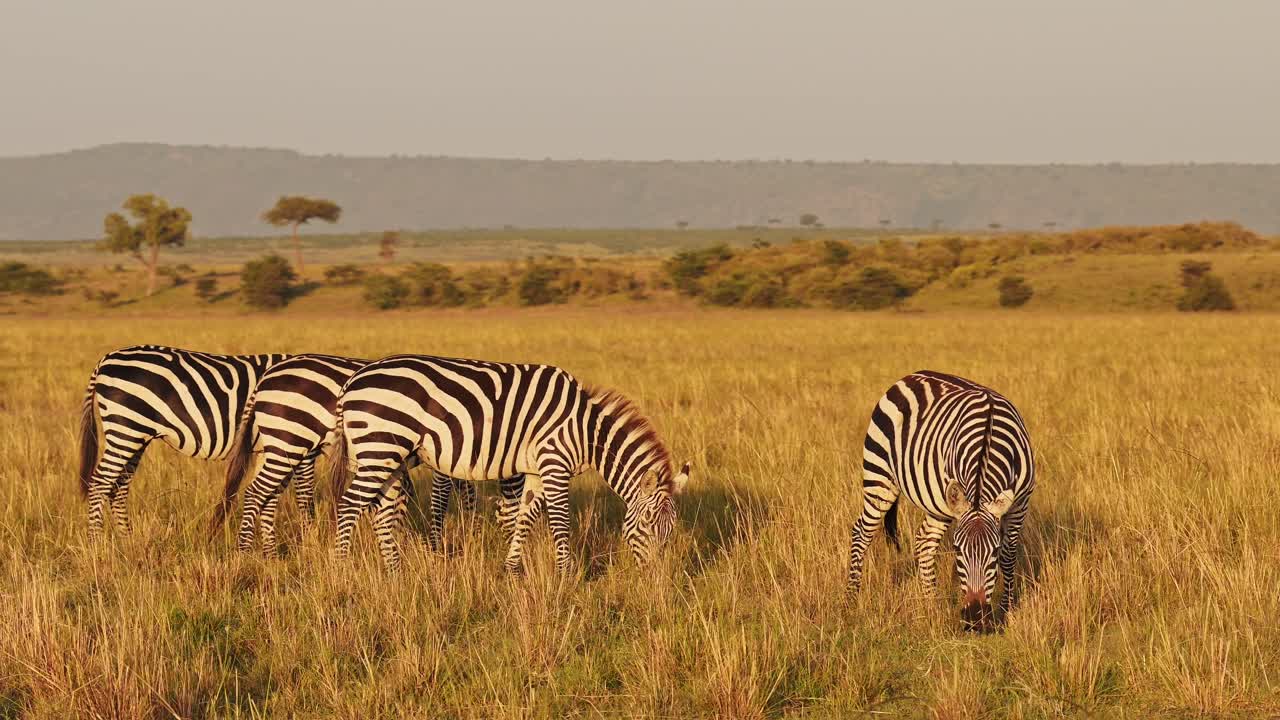 Rallentatore di una mandria di zebre che pascola nella savana, animali africani in safari naturalistico nel Masai Mara in Kenya, nel Maasai Mara, splendida luce solare dell'alba nell'ora d'oro, ripresa di inseguimento con Steadicam