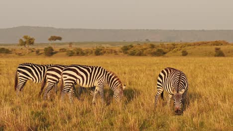 slow motion of zebra herd grazing savanna, africa animals on wildlife safari in masai mara in kenya at maasai mara, beautiful golden hour sunrise sun light, steadicam tracking following shot