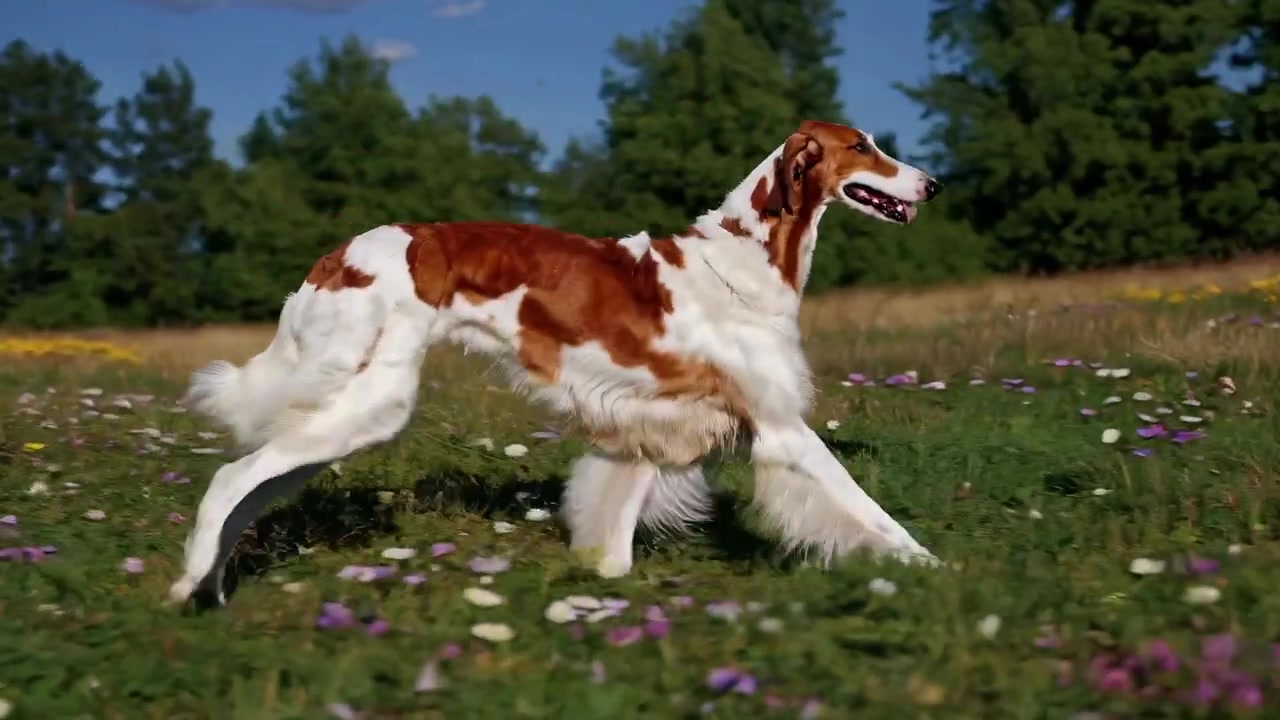 Graceful Borzoi Dog Running in Slow Motion Through a Sunny Meadow