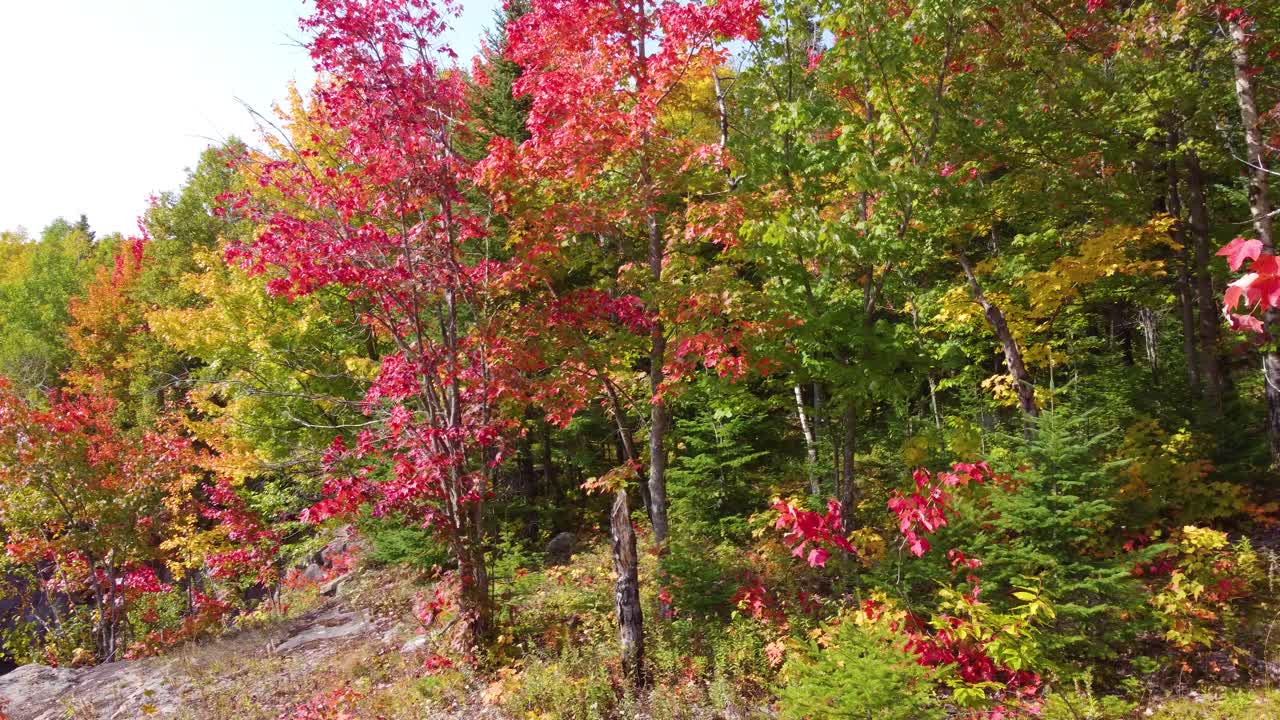 Flying through vibrant fall colored forest toward the lake in La V&eacute;rendrye wildlife reserve, Quebec
