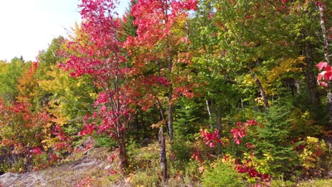 Volando-A-Través-De-Un-Vibrante-Bosque-De-Colores-Otoñales-Hacia-El-Lago-En-La-Reserva-De-Vida-Silvestre-La-Vérendrye,-Quebec