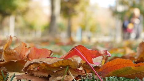 autumn leaves in a park