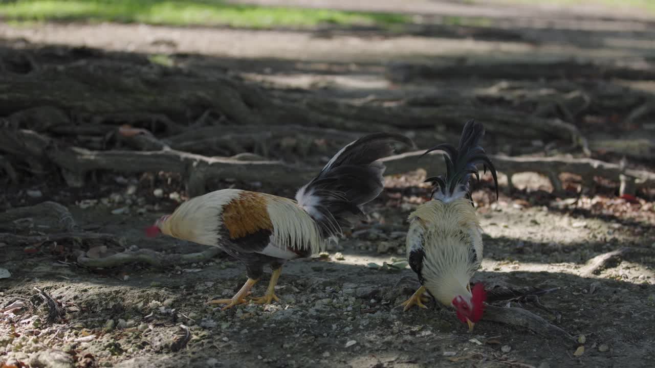 Rekaman gerak lambat ayam jantan yang mematuk dan makan dari tanah di Homestead Bayfront Park di Florida. Perilaku alami hewan di lingkungan taman luar ruangan