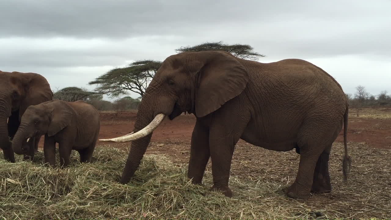 남아프리카공화국 콰줄루 나탈 지역에 있는 지마나그 개인 게임 보호구역에서 겨울 동안 황소 마초를 포함한 많은 코끼리, 록소돈타 아프리카나