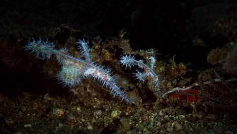 ornate ghost pipefish solenostomus paradoxus adult and juvenile lembeh strait indonesia 4k 25fps