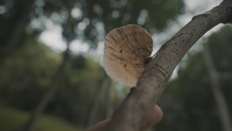 primer plano del cultivo de hongos en un trozo de madera