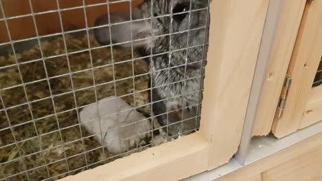 cute adult pet chinchilla in a wooden cage, trying to escape and open door