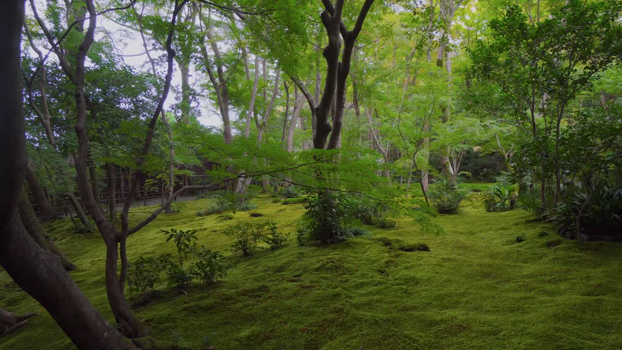 visitando el templo budista de gioju, en japón