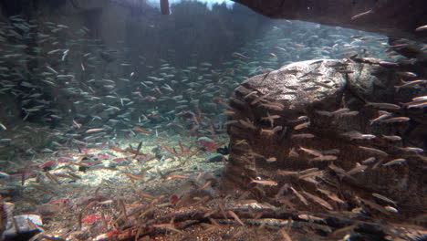 Japón-Osaka-Acuario-Kaiyukan,-Lleno-De-Peces-Nadando-Libremente-En-Un-Gran-Estanque-De-Peces,-Buena-Actividad-Entre-Padres-E-Hijos,-Aprendizaje-De-Educación-Ecológica-Natural,-Vista-Emocionante