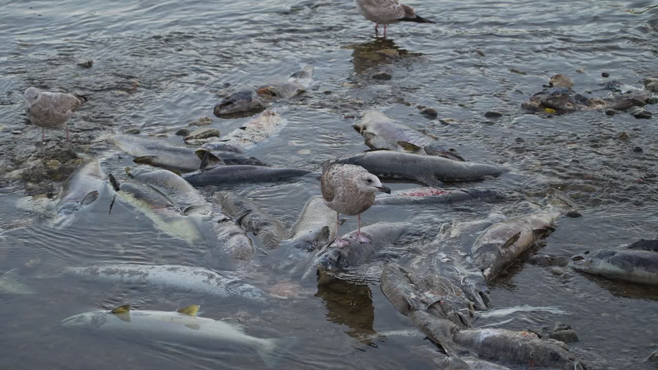 Gulls Feeding on Dead Salmon in a River