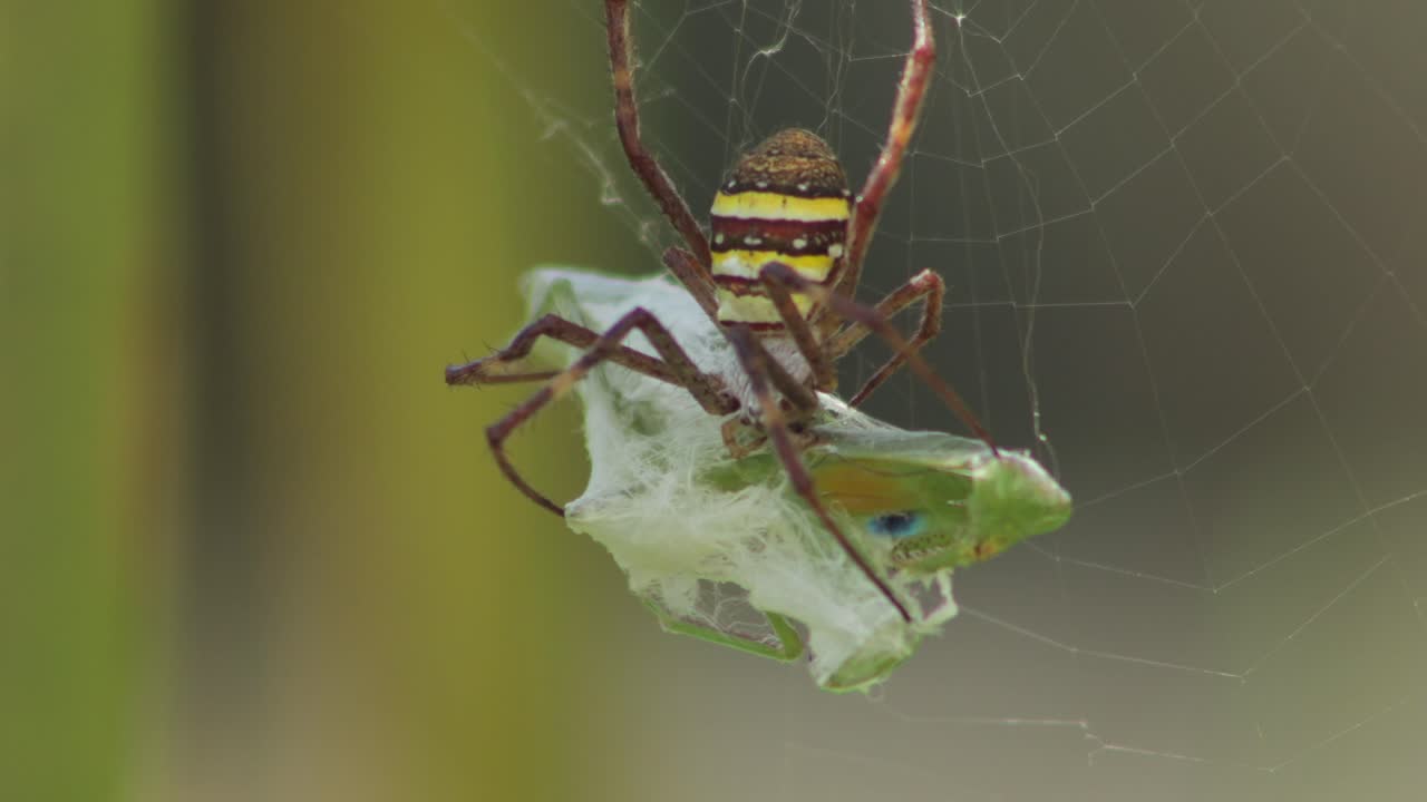 St Andrew's Cross Female Spider Biting Praying Mantis Wrapped In Web Daytime Sunny Australia Victoria Gippsland Maffra Close Up
