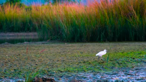 Silberreiher-Egretta-Alba-Waten-Und-Suchen-Auf-Dem-Sumpfland-Von-Bangladesch-In-Asien-Nach-Nahrung