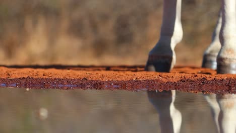 Una-Toma-En-ángulo-Bajo-De-Una-Cebra-De-Burchell-Caminando-Hacia-El-Marco-Para-Beber-En-El-Abrevadero-Con-Un-Hermoso-Reflejo,-Gran-Kruger