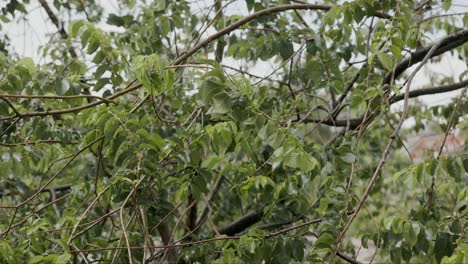 rain falling upon trees - close up