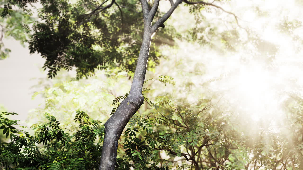 빛이 밀집한 정글 잎자루를 통해 필터링